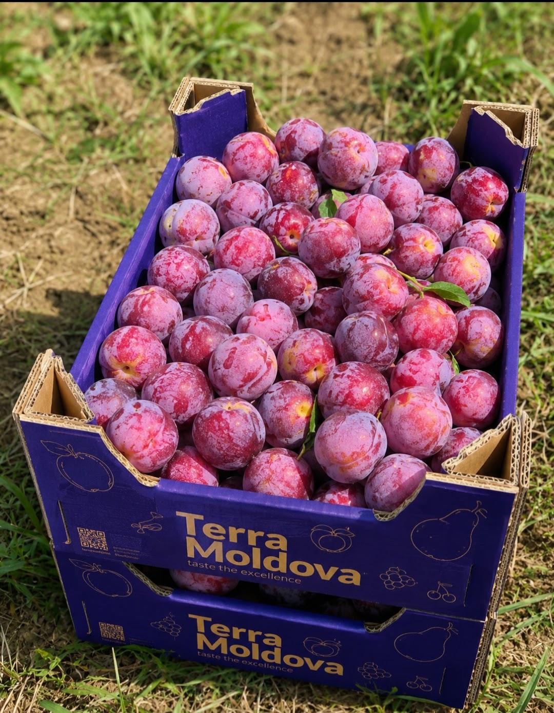 Prune în lăzi Terra Moldova