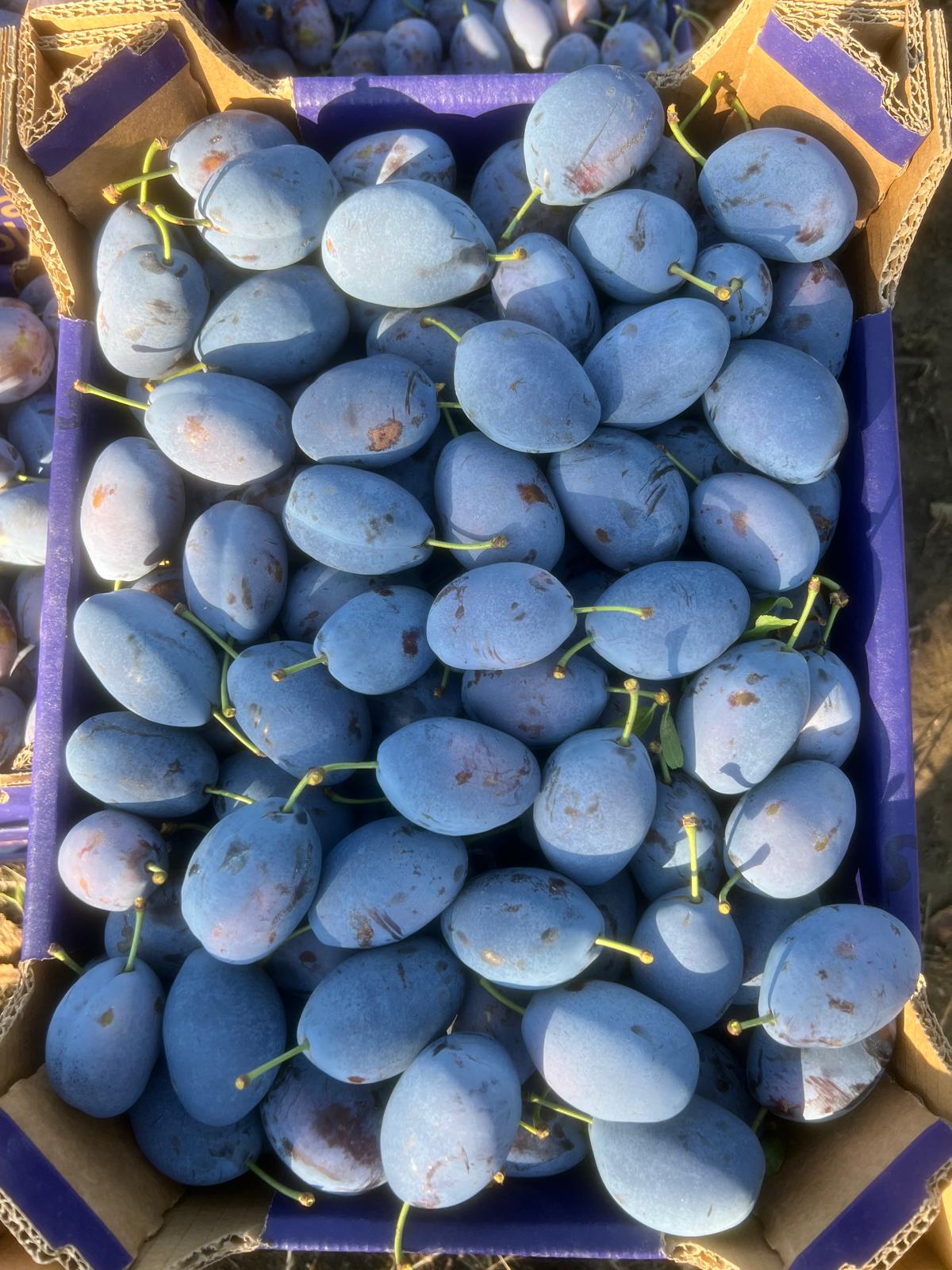 Prune albastre proaspăt culese, în ladă